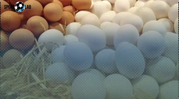 انخفاض سعر طبق البيض في مصر 10 جنيهات خلال 4 أيام وكشف الأسباب من شعبة المواد الغذائية